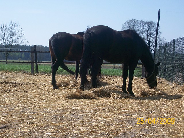 Wpis horses123
