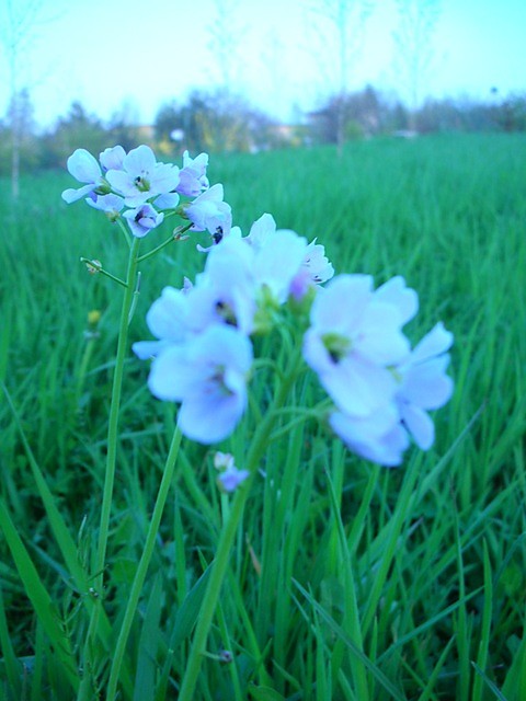 Wpis flowers13