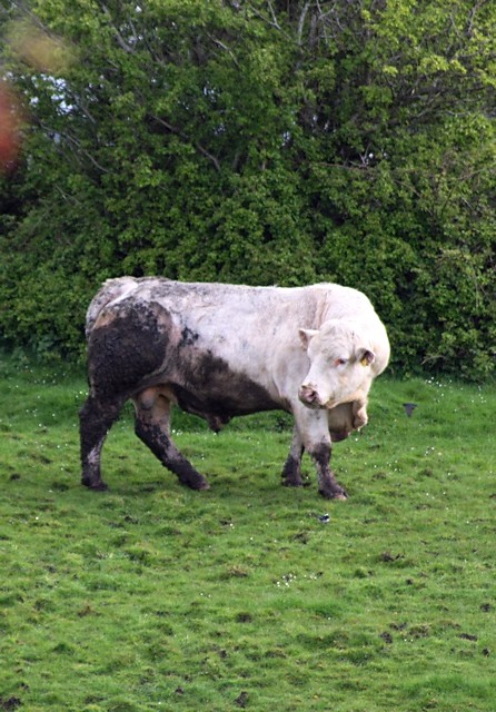 Irlandzkie, owlosione krowisko