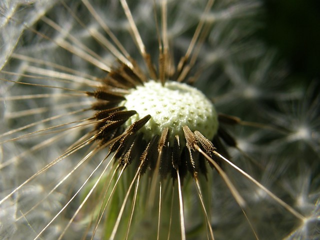 Dmuchawiec