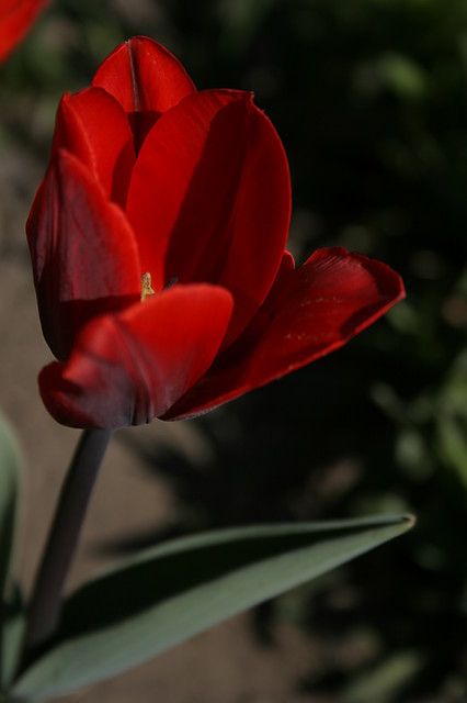 tulipan, Tuli- Pan...