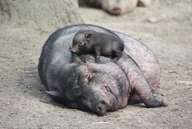 KRAKOWSKIE ZOO
