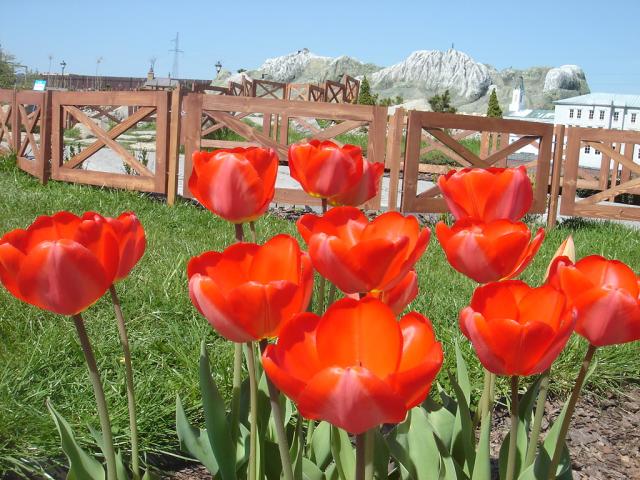 Polskie Tatry i polskie tulipany