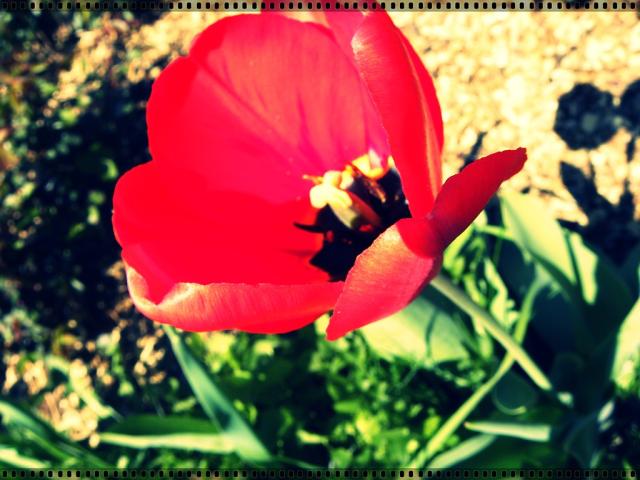 Tulipan