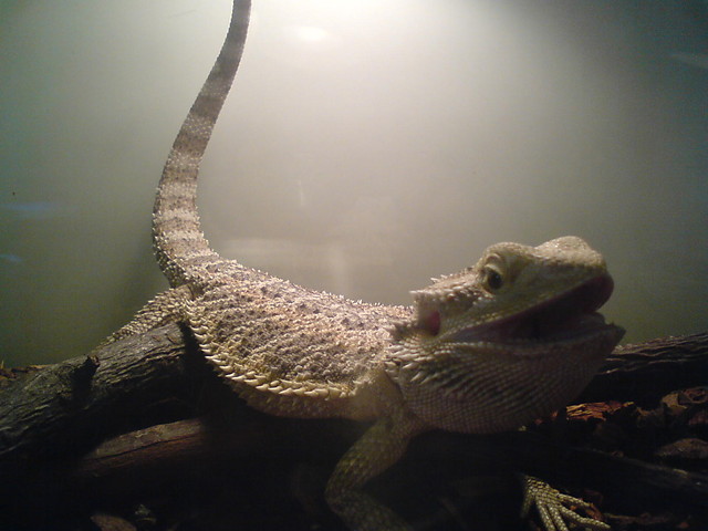Fafnir=Fafek
