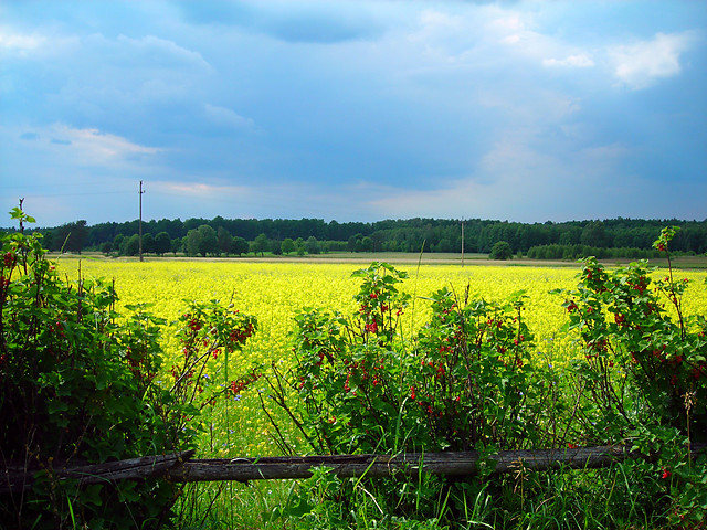 Barwy lata