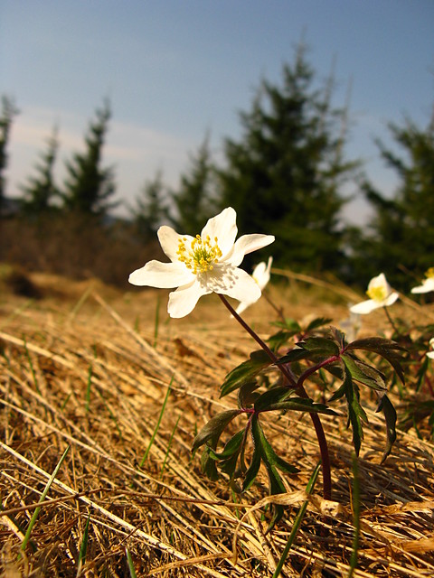 Zawilec gajowy