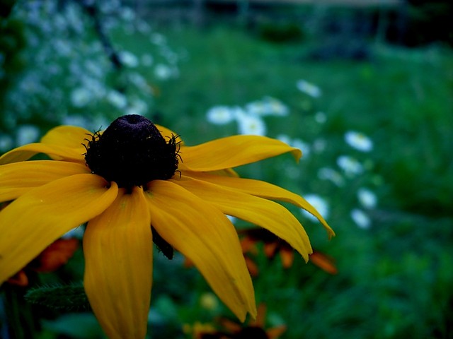 Yellow!