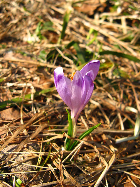 Szafran spiski (krokus)