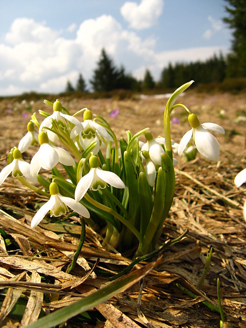 nieyczka przebinieg