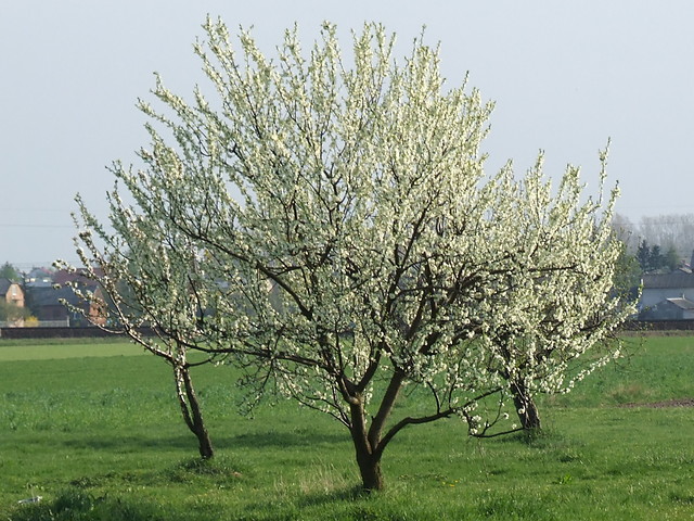 Wpis monisiek2506