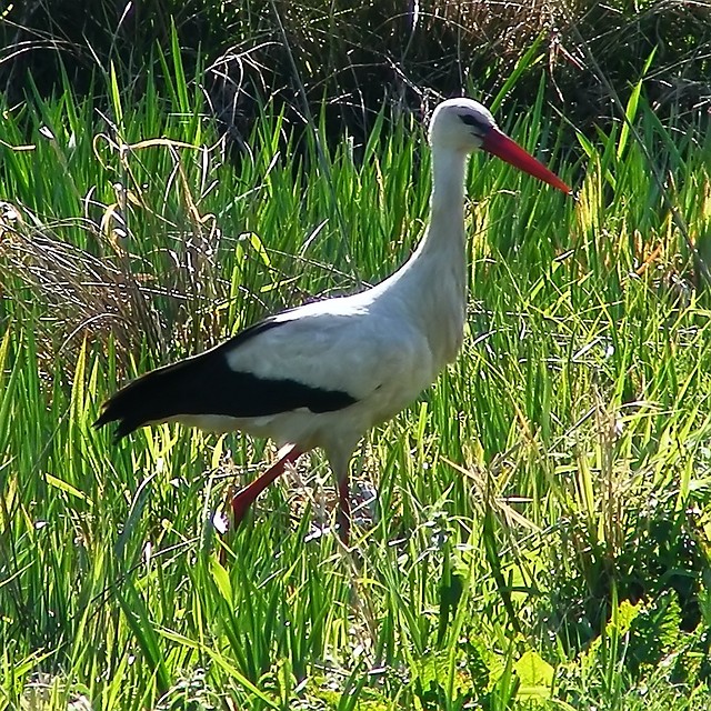 Bociek
