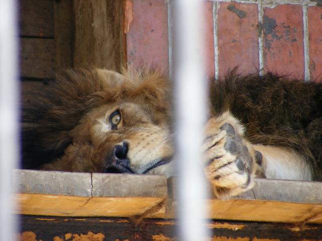 Leo.