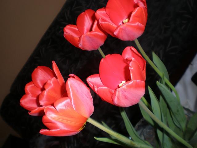 tulipany 