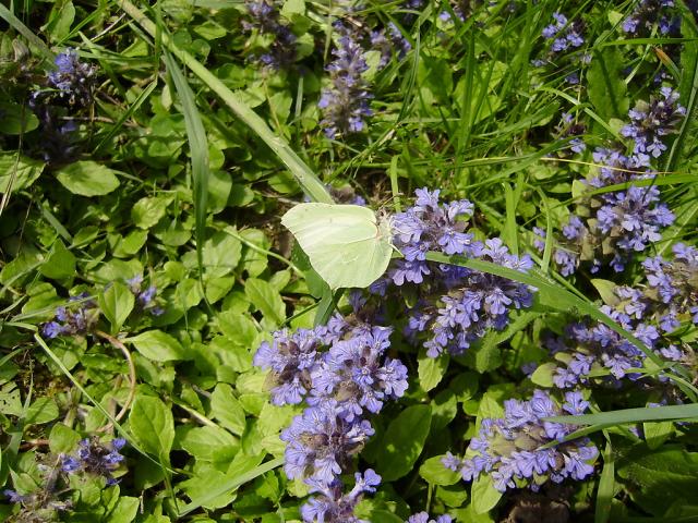NATURA - MOTYL
