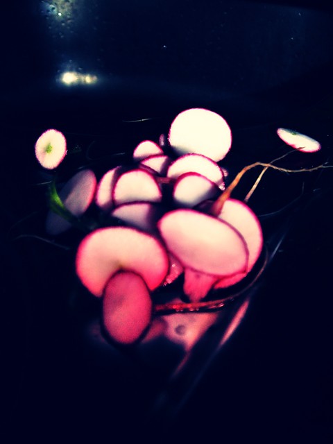 my dear radish