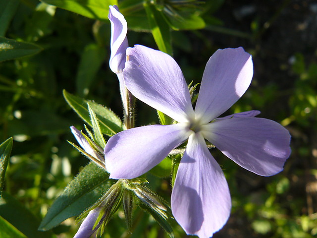 Phlox diviaricata