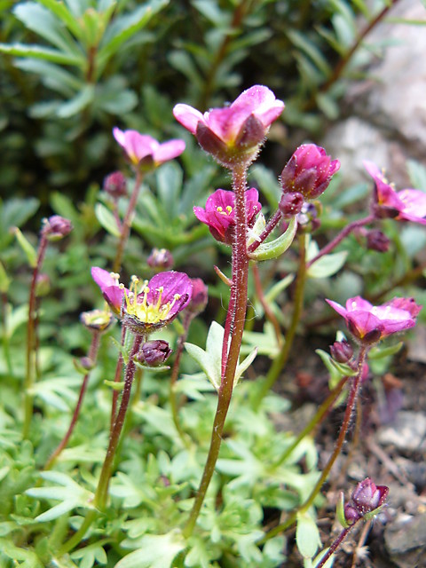 saxifraga