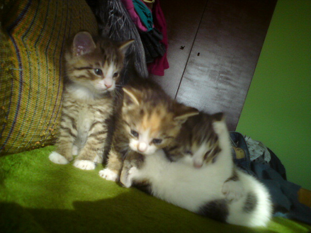 kociaki :*