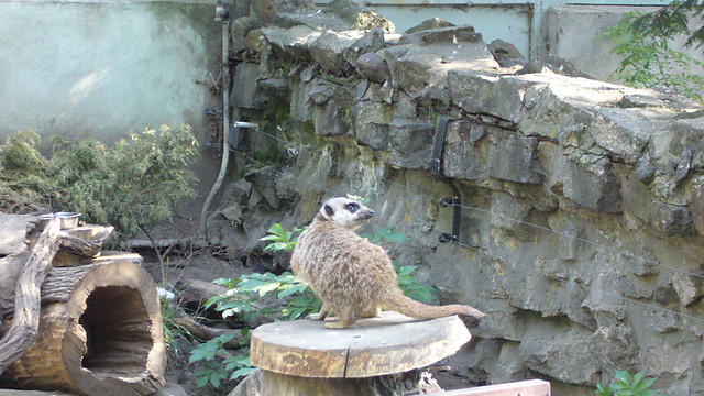 Suricatta suricatta