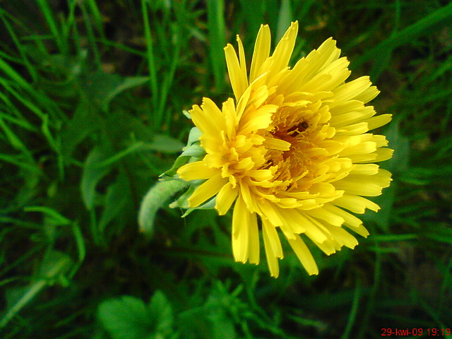 Wpis piotrasz