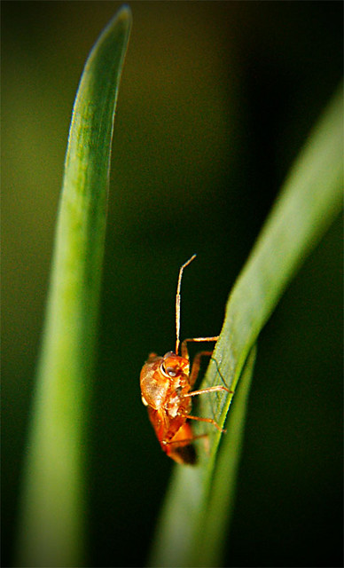 Bug two