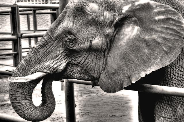 serengeti park 2