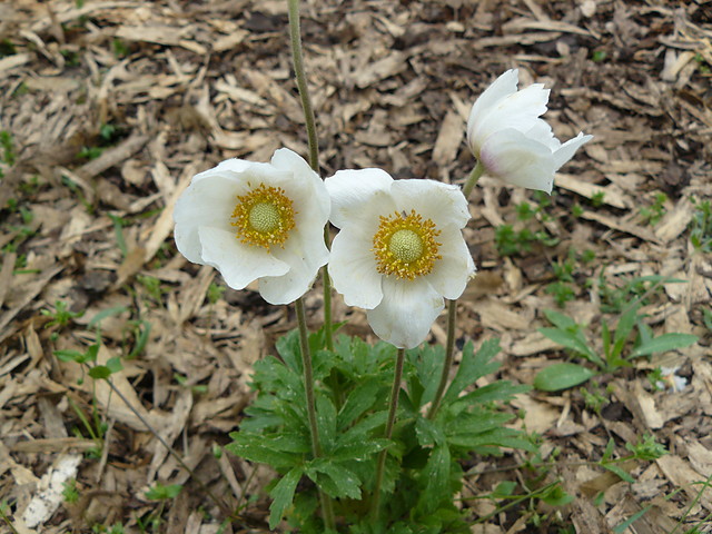 Anemone sylvestris