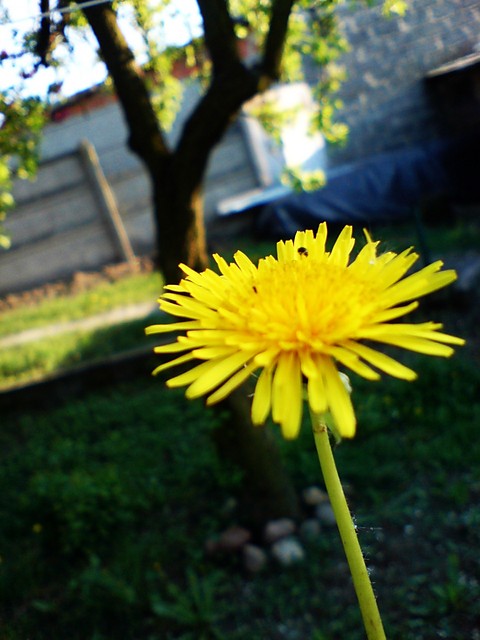buu.