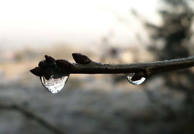 ., crying winter