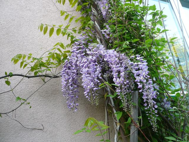 Wisteria