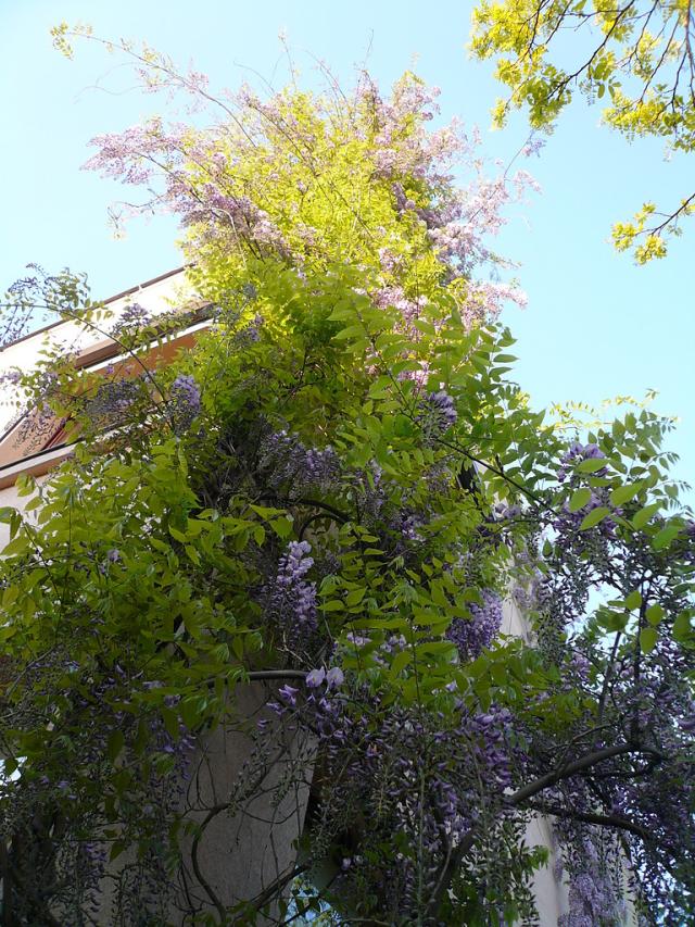 Wisteria