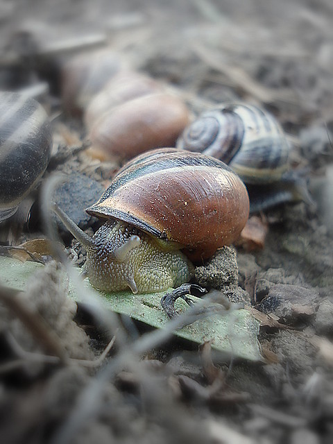 limacznie...