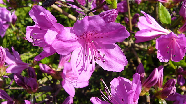 Magenta flower