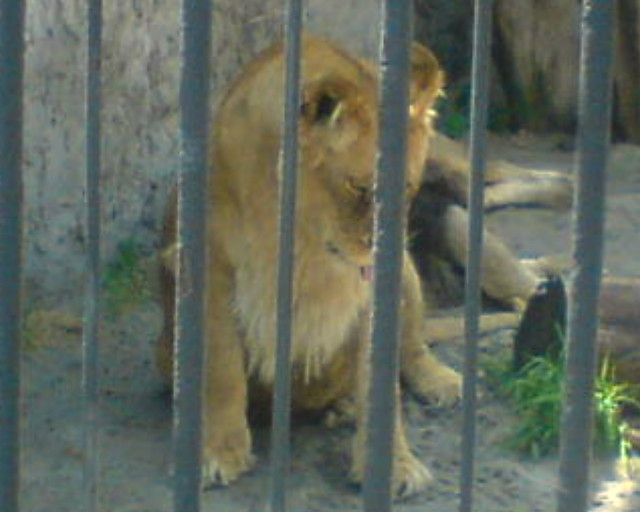 Duy kot