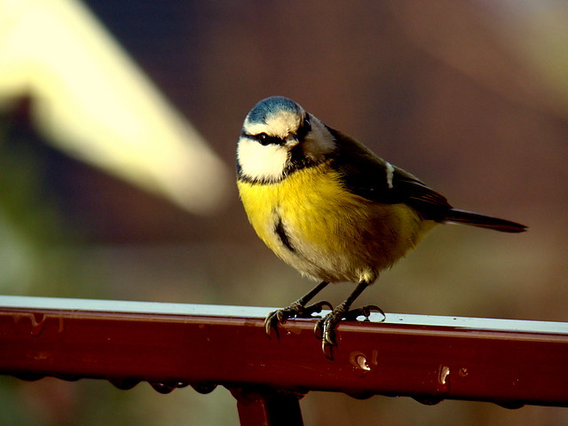 bird
