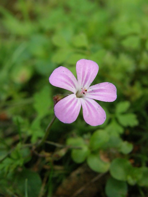 Samotnik