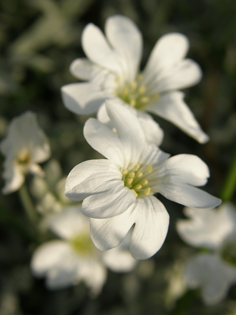 Biae