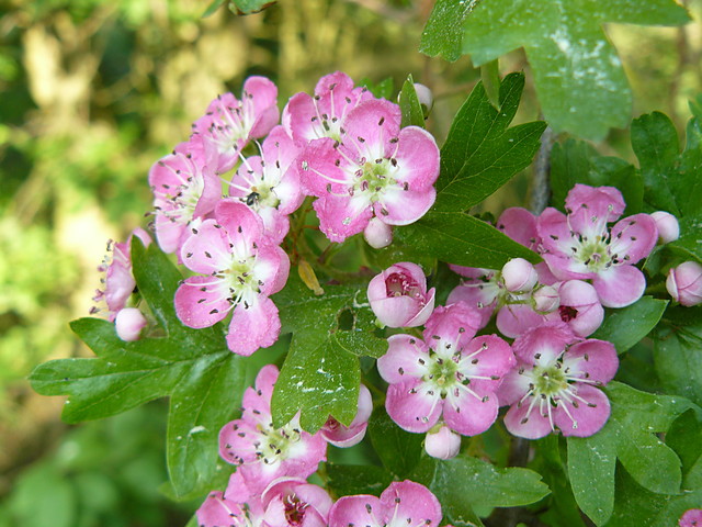 'Rosea'