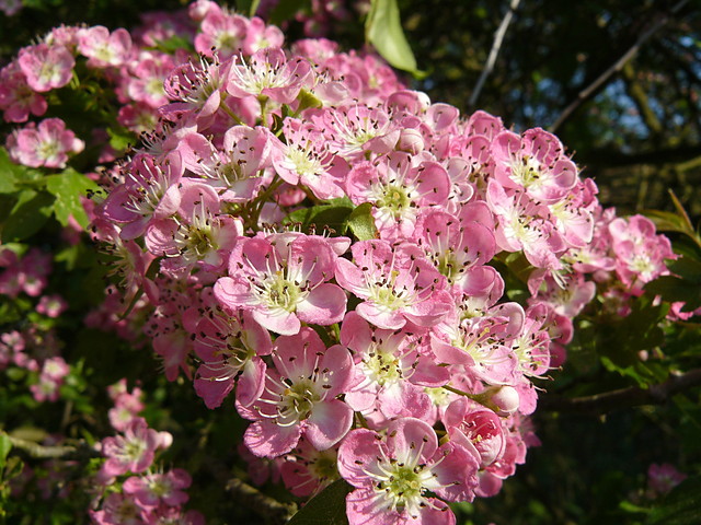 'Rosea'