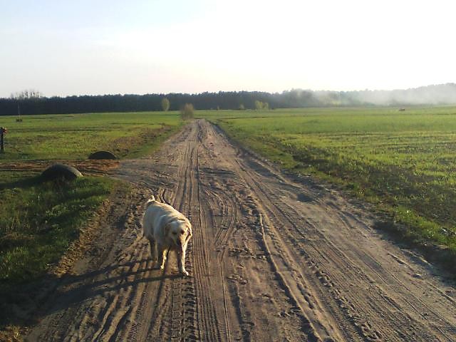 Goldi