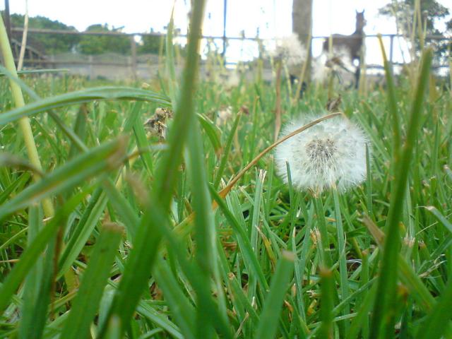 Wiki ^^