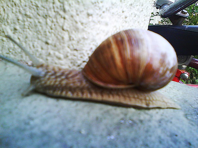 limaczek. 