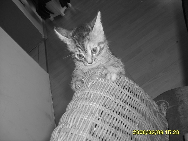 Lusia