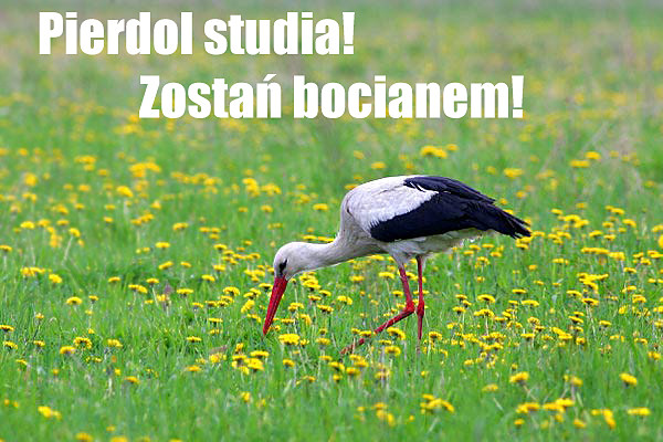Pierdol studia! Zosta bocianem!