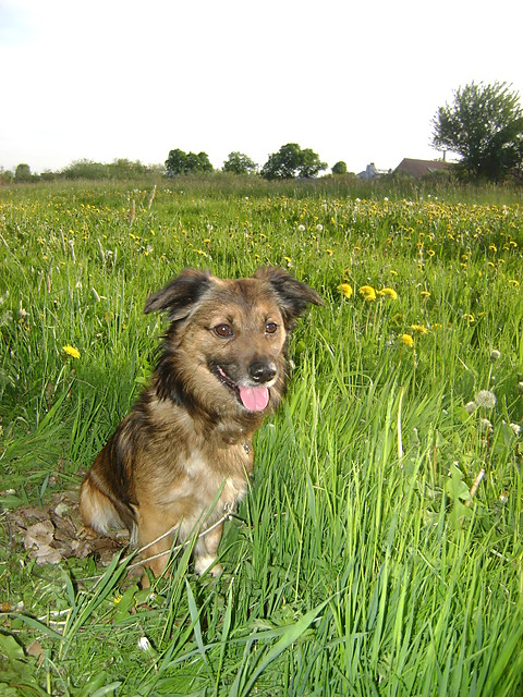 Skubi;**