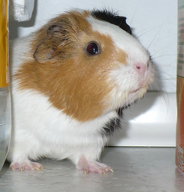 winka:P