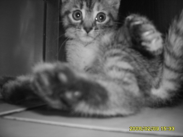 Wpis xxxgladziaxxx