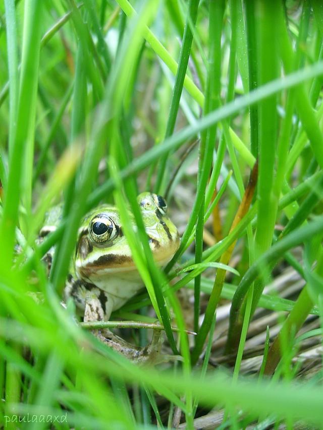 frog