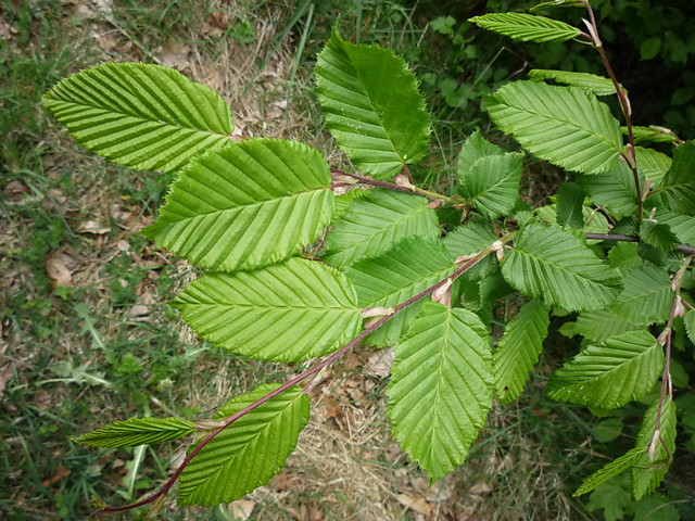 Carpinus betulus